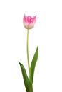 Pink tulip isolated in white background Royalty Free Stock Photo