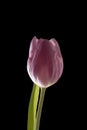 Pink tulip flower isolated on black background. Tulip flower head isolated on black. Spring flower Royalty Free Stock Photo