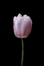 Pink tulip flower isolated on black background. Tulip flower head isolated on black. Spring flower Royalty Free Stock Photo