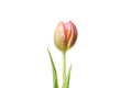 Pink tulip flower isolated on white background Royalty Free Stock Photo