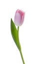 Pink tulip flower isolated white background without shadow Royalty Free Stock Photo