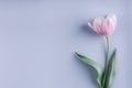 Pink tulip flower on light blue background. Greeting card or wedding invitation.