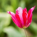 Pink Tulip Royalty Free Stock Photo