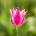 Pink tulip flower macro Royalty Free Stock Photo