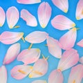 Pink Tulip Flower Petal Abstract Background