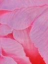 pink tulip flower petals detail abstract background, soft focus. Invitation card, copy space for text, pattern Royalty Free Stock Photo