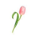 Pink tulip flower with curved leaf in watercolor isolated on a white background Royalty Free Stock Photo