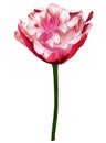 Pink  tulip flower  on white isolated background with clipping path. Closeup. For design. Royalty Free Stock Photo