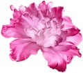 Pink   tulip  flower  on white isolated background with clipping path. Closeup. For design. Royalty Free Stock Photo