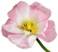 Pink  tulip.  Flower on a white isolated background with clipping path.  For design.  Closeup. Royalty Free Stock Photo