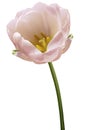 Pink tulip flower on a white  isolated background with clipping path. Flower on a stalk.  Nature. Closeup no shadows. Royalty Free Stock Photo