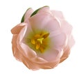 Pink tulip flower on a white isolated background with clipping path. Nature. Closeup no shadows. Garden Royalty Free Stock Photo