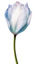 Pink tulip flower on white isolated background. Closeup. Royalty Free Stock Photo