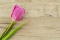 Pink tulip flower on wooden background Royalty Free Stock Photo
