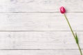 Pink tulip flower on wooden background. Top view, copy space. Royalty Free Stock Photo