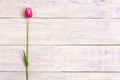 Pink tulip flower on wooden background. Top view, copy space. Royalty Free Stock Photo