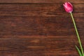 Pink tulip flower on wooden table background with copy space. Royalty Free Stock Photo