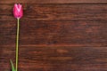 Pink tulip flower on wooden table background with copy space. Royalty Free Stock Photo