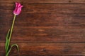 Pink tulip flower on wooden table background with copy space. Royalty Free Stock Photo