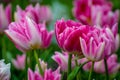 pink tulip flowers blooming in a field of tulips against a background of blurry flowers Royalty Free Stock Photo