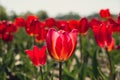 Pink Tulip flowers blooming in the garden field landscape. Beautiful spring garden with many red tulips outdoors Royalty Free Stock Photo