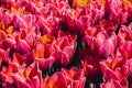 Pink Tulip flowers blooming in the garden field landscape. Beautiful spring garden with many red tulips outdoors Royalty Free Stock Photo