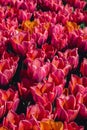 Pink Tulip flowers blooming in the garden field landscape. Beautiful spring garden with many red tulips outdoors Royalty Free Stock Photo