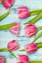 Pink tulip flowers on blue wooden background, copy space. Royalty Free Stock Photo