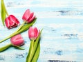 Pink tulip flowers on blue wooden background, copy space. Royalty Free Stock Photo