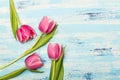 Pink tulip flowers on blue wooden background, copy space. Royalty Free Stock Photo