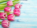 Pink tulip flowers on blue wooden background, copy space. Royalty Free Stock Photo