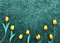 Pink tulip flowers border on grass background Royalty Free Stock Photo