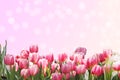 Pink tulip flowers border on holiday background Royalty Free Stock Photo