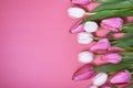 Pink tulip flowers border isolated on pink background. Flat lay. Top view. Royalty Free Stock Photo