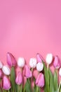 Pink tulip flowers border isolated on pink background. Flat lay. Top view. Royalty Free Stock Photo