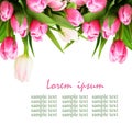 Pink tulip flowers border Royalty Free Stock Photo