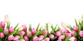 Pink tulip flowers border Royalty Free Stock Photo