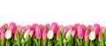 Pink tulip flowers border Royalty Free Stock Photo