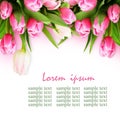 Pink tulip flowers border Royalty Free Stock Photo