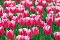 Pink tulip flowers field Royalty Free Stock Photo