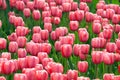 Pink tulip flowers field Royalty Free Stock Photo