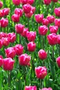 Pink tulip flowers field