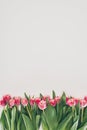 pink tulip flowers with green leaves on grey background Royalty Free Stock Photo