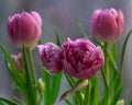 Pink Tulip flowers with green leaves and stem. Close-up.