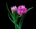Pink Tulip flowers with green leaves and stem, young flower. Black background. Close-up.