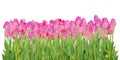 Pink tulip flowers isolated Royalty Free Stock Photo