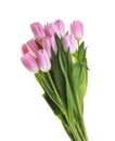 Pink tulip flowers isolated without shadow clipping path Royalty Free Stock Photo