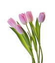 Pink tulip flowers isolated without shadow clipping path Royalty Free Stock Photo