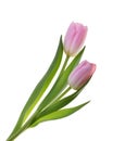 Pink tulip flowers isolated without shadow clipping path Royalty Free Stock Photo