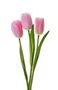 Pink tulip flowers isolated without shadow clipping path Royalty Free Stock Photo